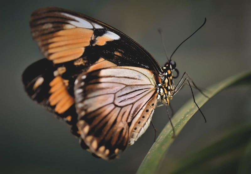 Butterfly Effect Explorations